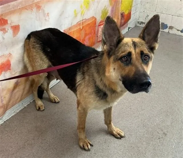 An adult medium-sized female German Shepherd Dog dog named Karma for adoption in San Bernardino, CA