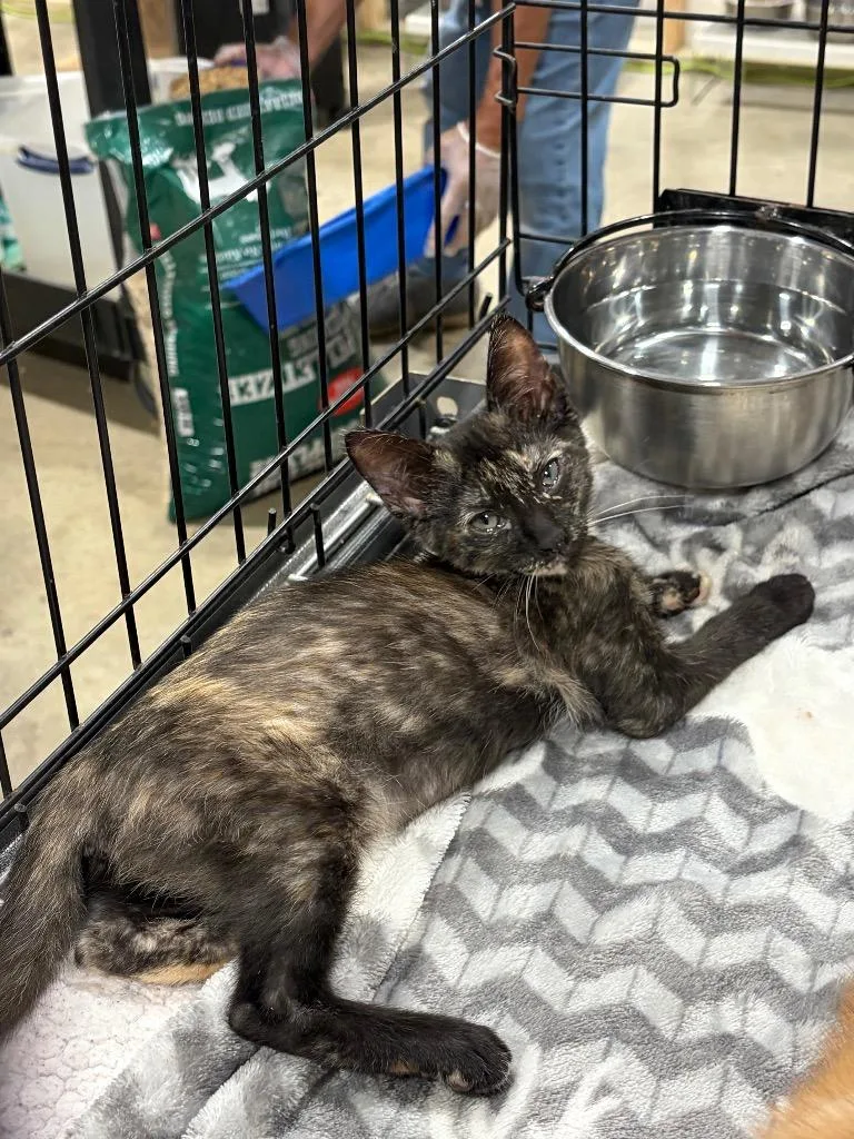 A baby small-sized female Domestic Short Hair cat named Watermelon for adoption in Corpus Christi, TX