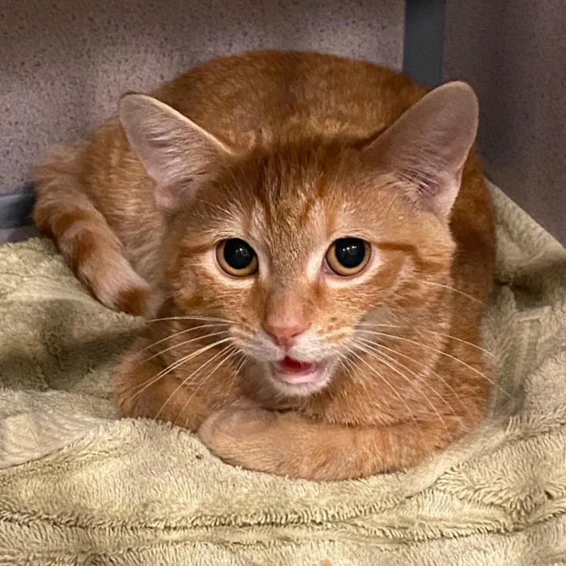 Ranger Iii thumbnail 2