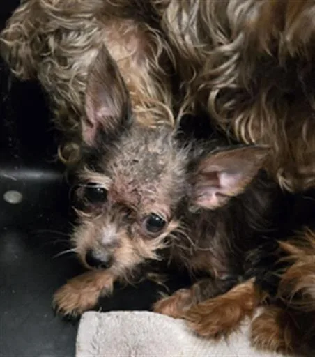 An adult small-sized female Mixed Breed dog named Blk for adoption in Dallas, TX