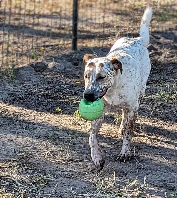 Dog Holiday thumbnail 4