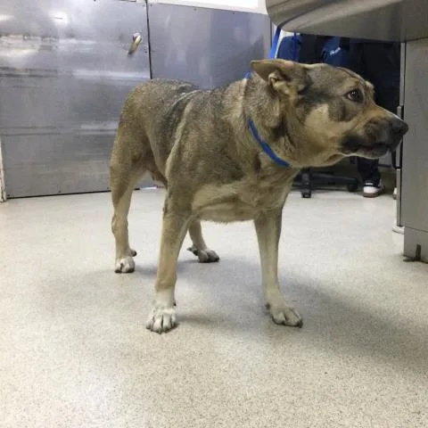 An adult small-sized female Boxer dog named Sally for adoption in Riverside, CA