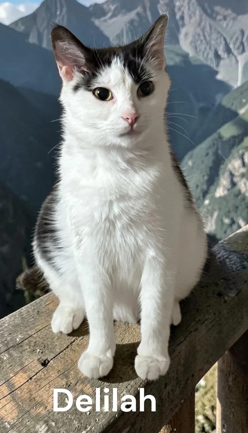 Delilah