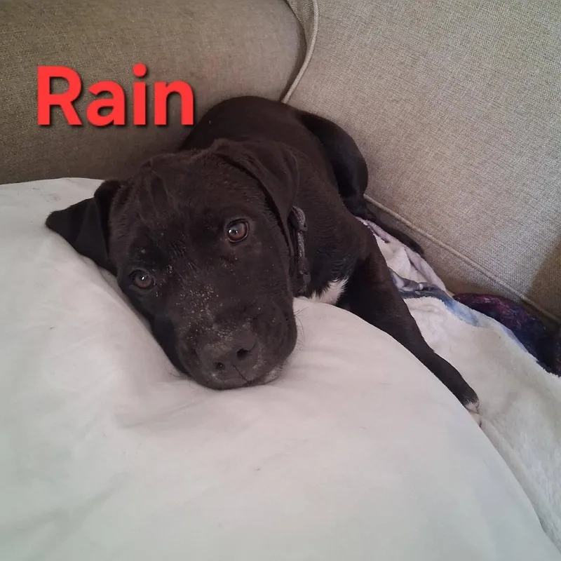Rain
