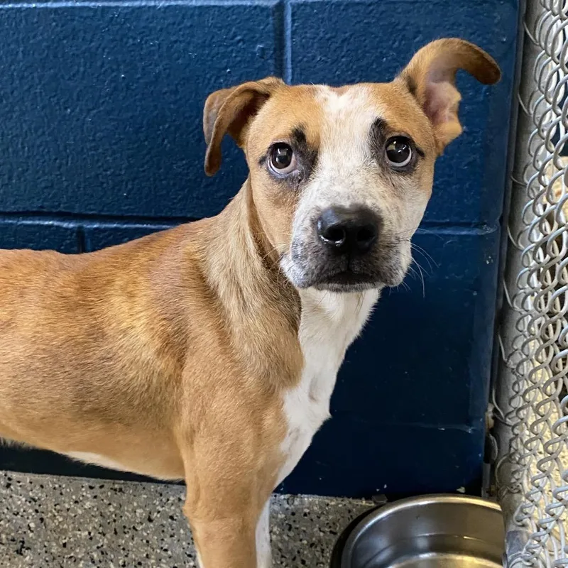 An adult medium-sized male Boxer dog named Abu for adoption in Dayton, OH