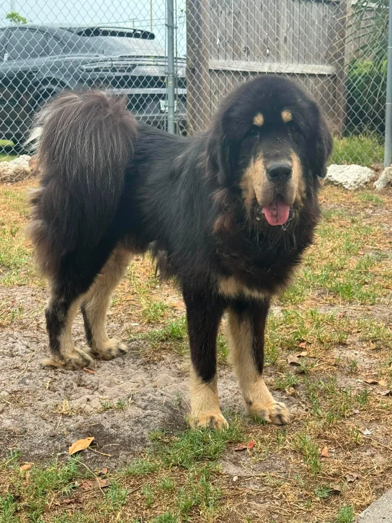 An adult large-sized male Tricolor (Brown, Black, & White) Tibetan Mastiff dog named Kuma for adoption in Lakeland, FL