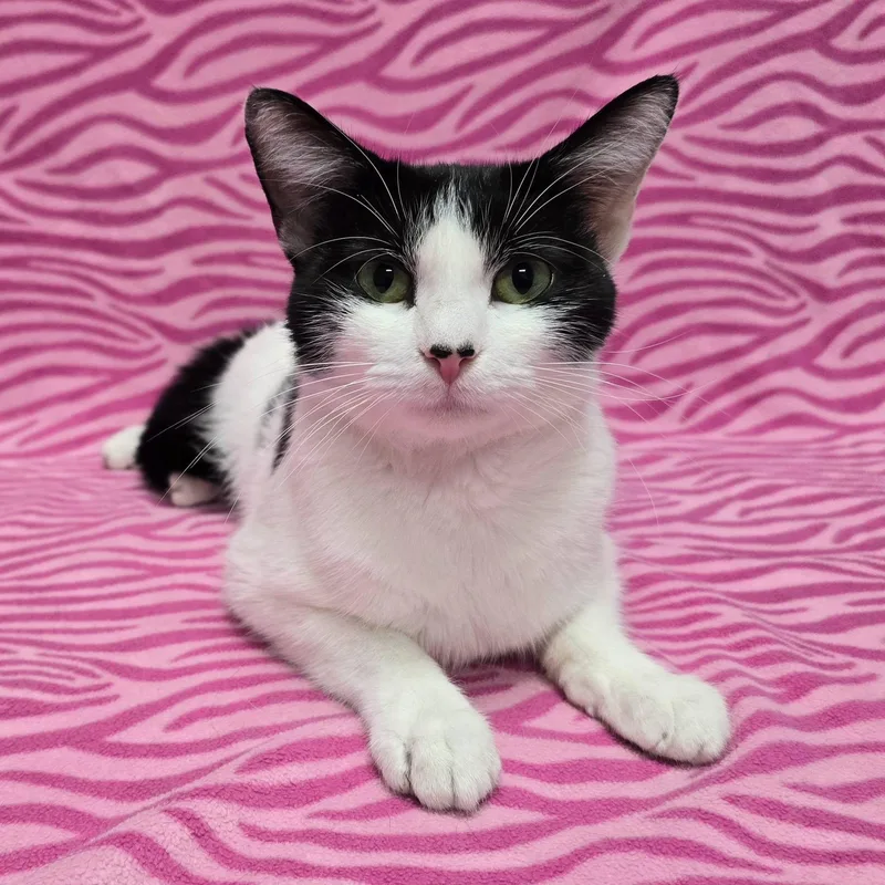 An adult medium-sized female Domestic Short Hair cat named Blakely for adoption in Frankfort, IN