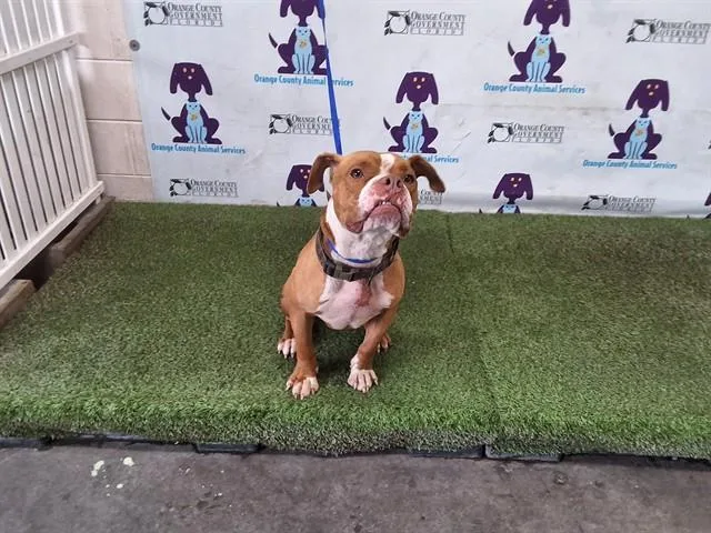 Milo
