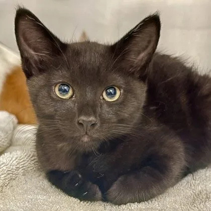 A baby medium-sized male Domestic Short Hair cat named Grouper for adoption in Sacramento, CA