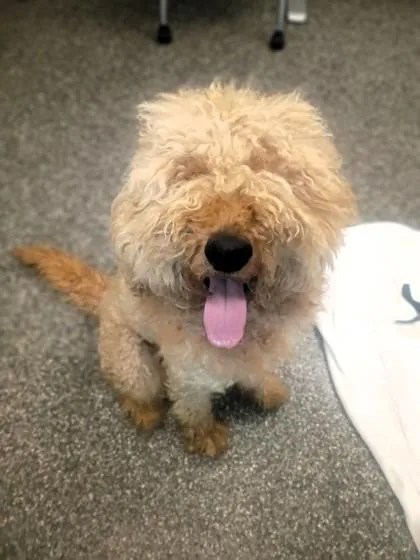 A young large-sized male Standard Poodle dog named Flexo for adoption in Westland, MI