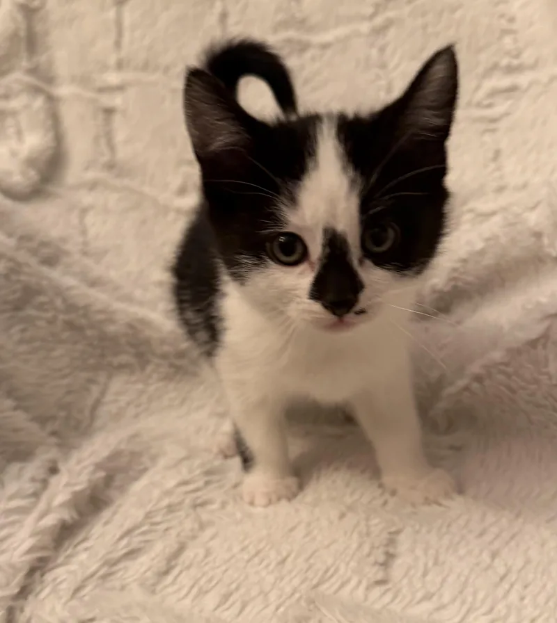 A baby medium-sized female Black & White / Tuxedo Domestic Short Hair cat named Ada for adoption in Ephrata, WA