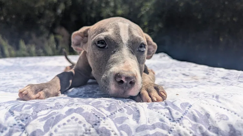 A baby large-sized female Pit Bull Terrier dog named Libby for adoption in Fosters, AL