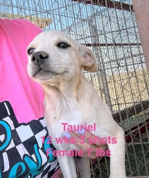 A baby medium-sized female White / Cream Mixed Breed dog named Tauriel for adoption in Waunakee, WI