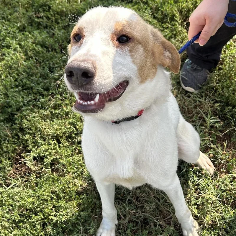 An adult medium-sized male White / Cream Shepherd dog named Roger for adoption in Springfield, MO
