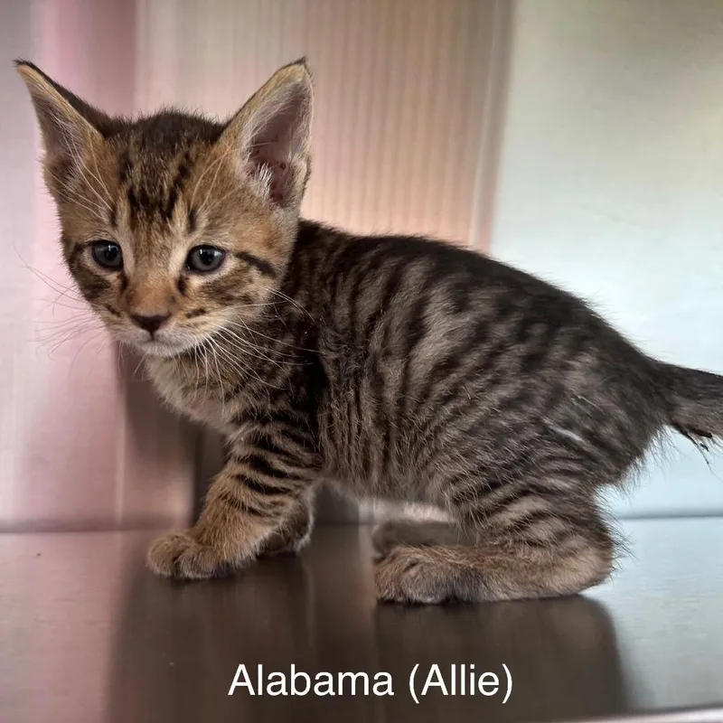 Alabama thumbnail 2