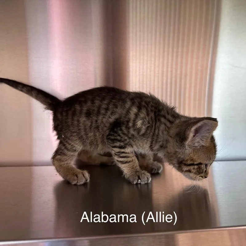 Alabama thumbnail 4