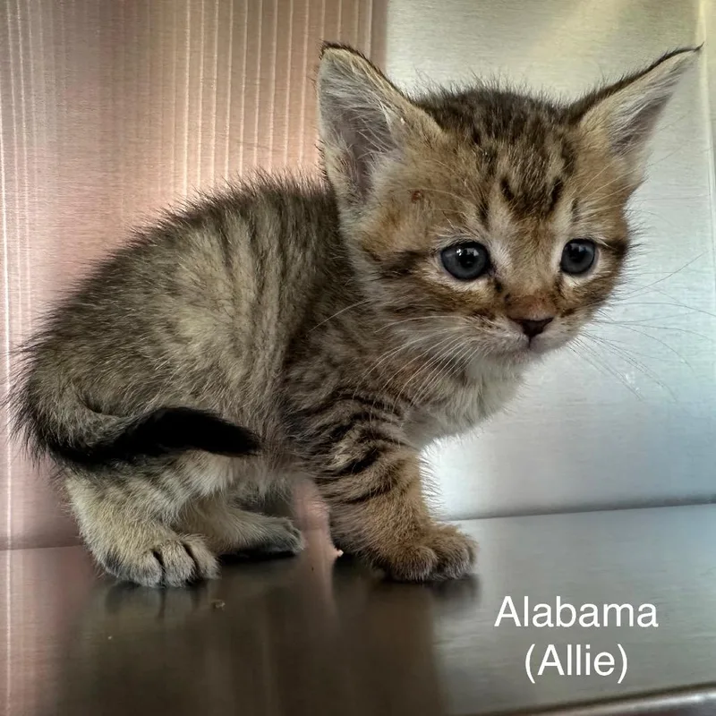 Alabama thumbnail 5