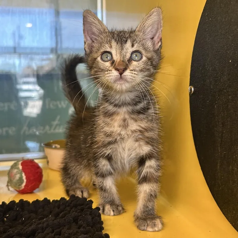 A baby small-sized female Brown / Chocolate Domestic Short Hair cat named Iced for adoption in Abilene, TX