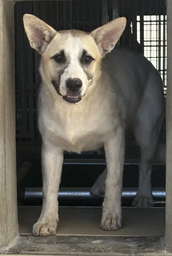 A young large-sized male Shepherd dog named Curly for adoption in Rio Rancho, NM