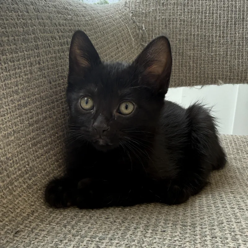 A baby medium-sized female Domestic Short Hair cat named Lala for adoption in Evanston, IL