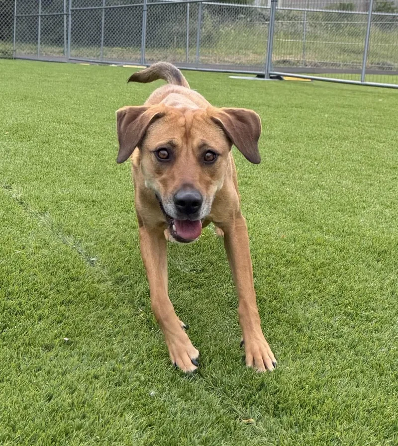 An adult medium-sized female Hound dog named Penny for adoption in Kutztown, PA