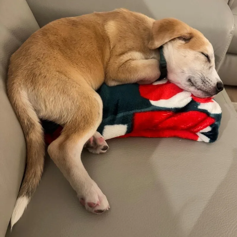 A baby small-sized male Yellow / Tan / Blond / Fawn Mixed Breed dog named Skipper for adoption in CORPUS CHRISTI, TX