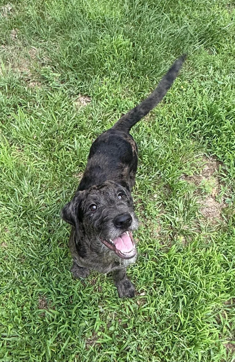A baby medium-sized male Mixed Breed dog named Aster for adoption in Northwood, NH