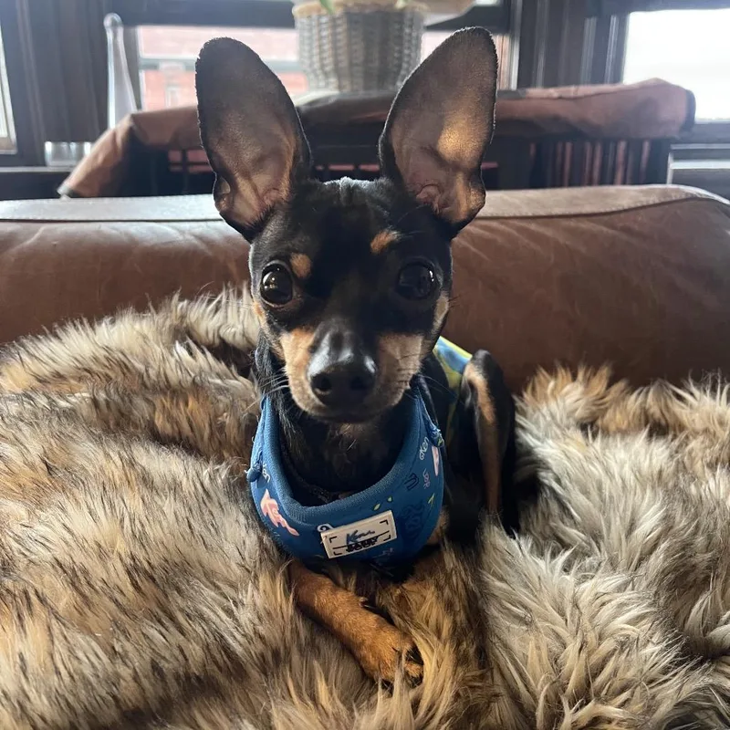 An adult small-sized male Black Mixed Breed dog named Dr. Robby for adoption in Medford, NJ