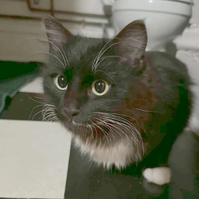 An adult small-sized male Black Domestic Short Hair cat named Oreo for adoption in Minneapolis, MN