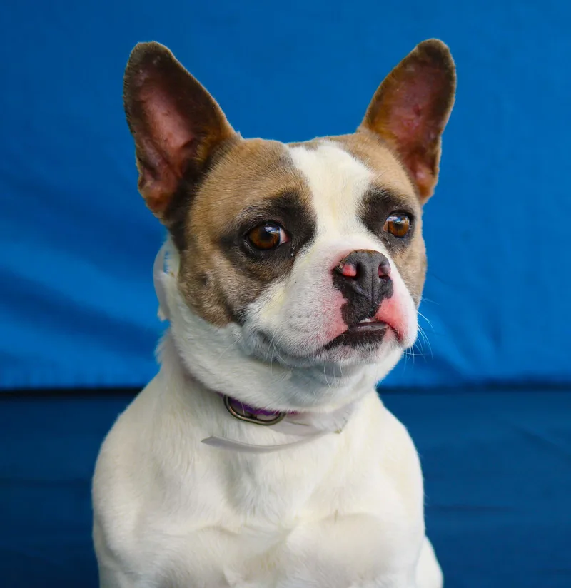 An adult small-sized female French Bulldog dog named Bridget for adoption in Pasadena, CA