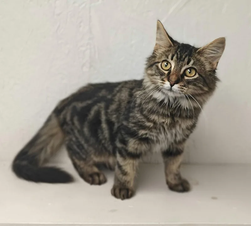 A young medium-sized male Tabby cat named Amani for adoption in Royal Palm Beach, FL