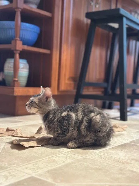 A young medium-sized female Domestic Short Hair cat named Fern for adoption in Ocean Pines, MD