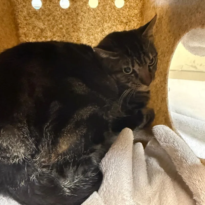 An adult large-sized male Brown / Chocolate Domestic Short Hair cat named Fulo for adoption in Pasadena, CA