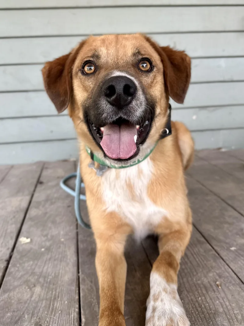 An adult large-sized male Black Mouth Cur dog named Mylo for adoption in Twin Falls, ID