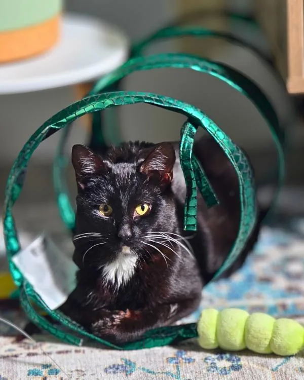 A young medium-sized male Domestic Short Hair cat named Soul for adoption in Vallejo, CA