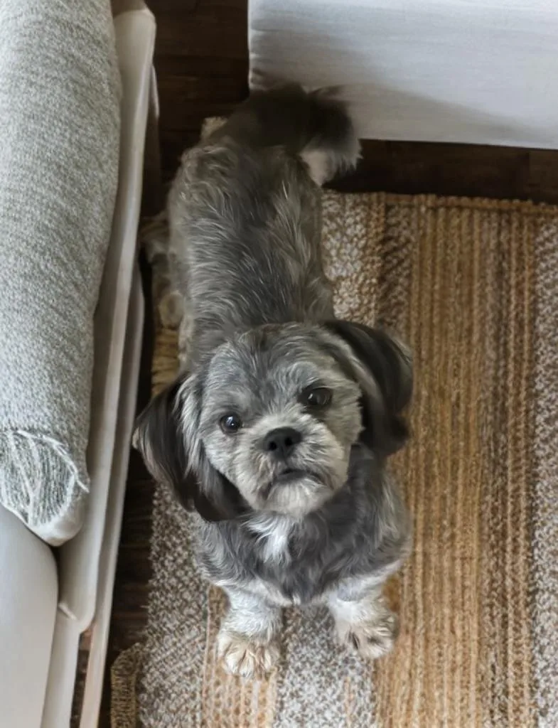 A young small-sized male Gray / Blue / Silver Shih Tzu dog named Jonathan for adoption in San Antonio, TX