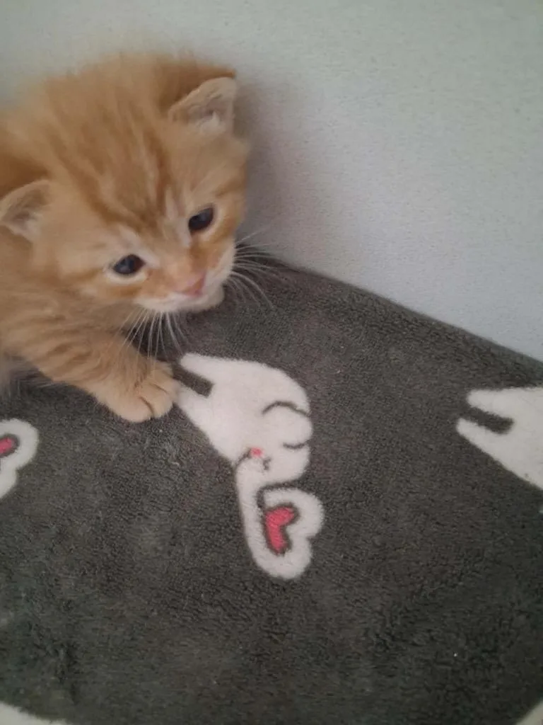 A baby small-sized male Domestic Short Hair cat named Coleslaw for adoption in Waverly, NY