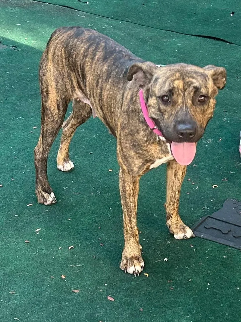 A young medium-sized female Plott Hound dog named Summer for adoption in Lake Worth, FL