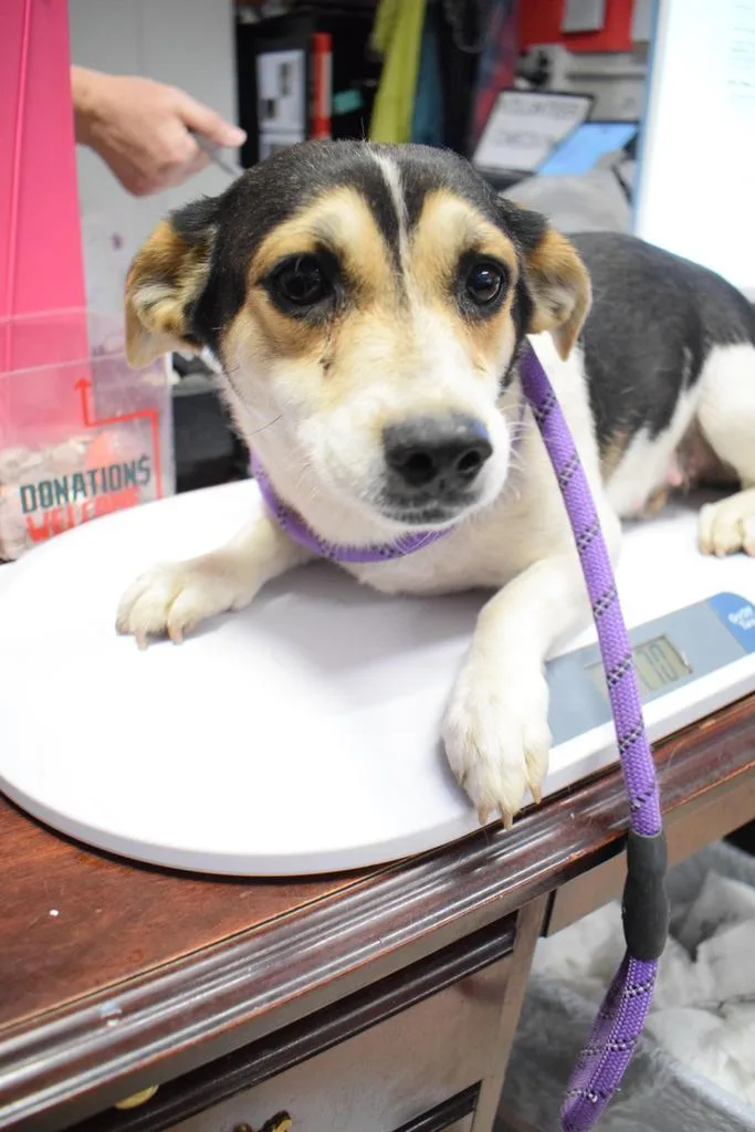 A young medium-sized female Chihuahua dog named Bree for adoption in Pahrump, NV