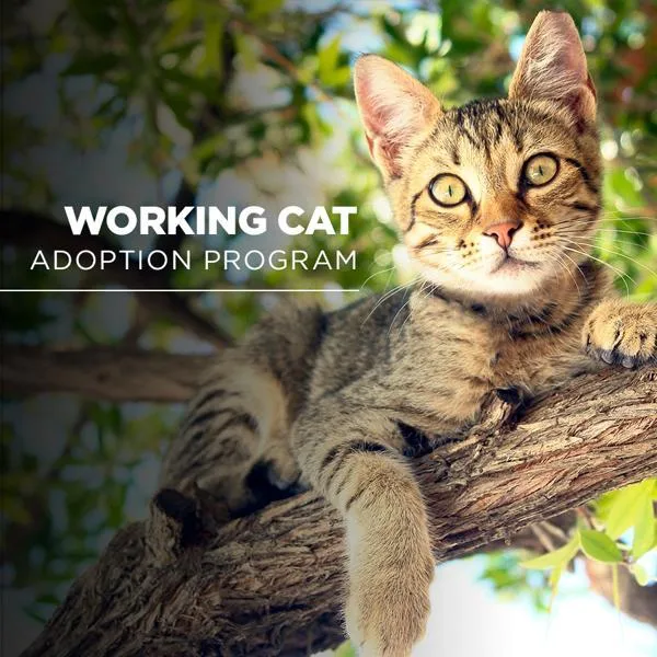 Working Cat  Furroz