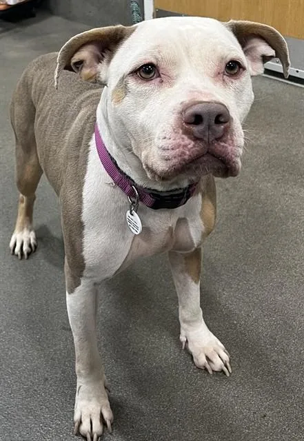 A young medium-sized female Pit Bull Terrier dog named Jailyn for adoption in Upper Marlboro, MD
