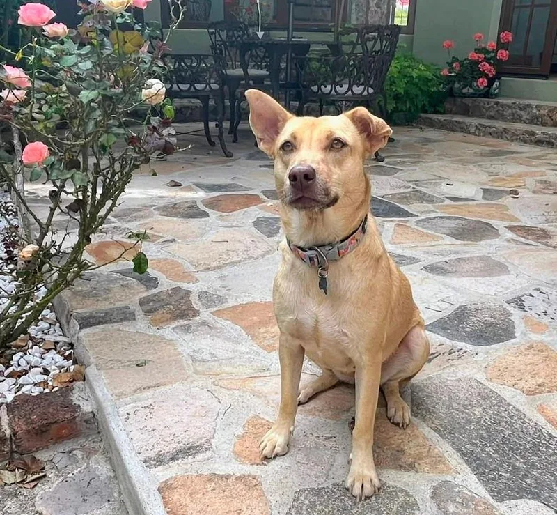 An adult medium-sized female Yellow / Tan / Blond / Fawn Mixed Breed dog named Mattie for adoption in Golden , CO