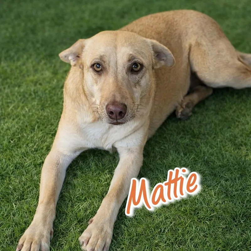 Mattie thumbnail 4