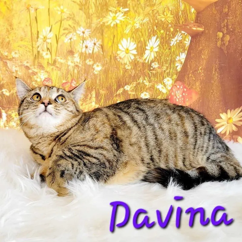 Davina thumbnail 2