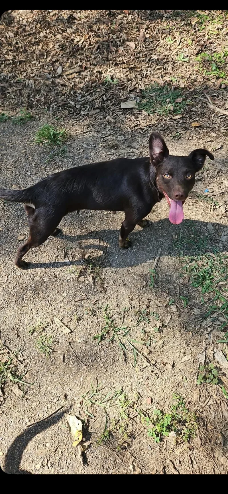 A young small-sized female Chihuahua dog named Twiggy for adoption in Zimmerman, MN