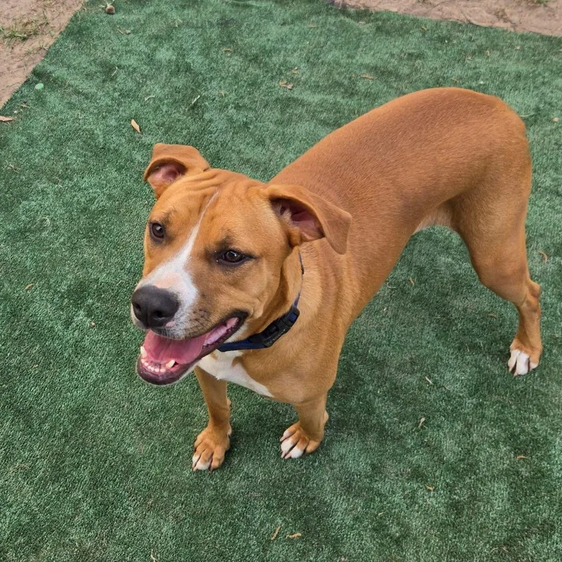 Frank Sinatra thumbnail 4