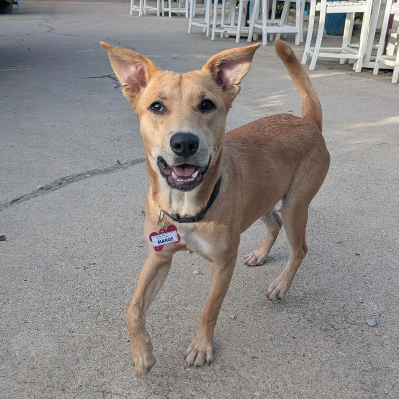 A young medium-sized female Yellow / Tan / Blond / Fawn Labrador Retriever dog named Callie for adoption in Wake Forest, NC