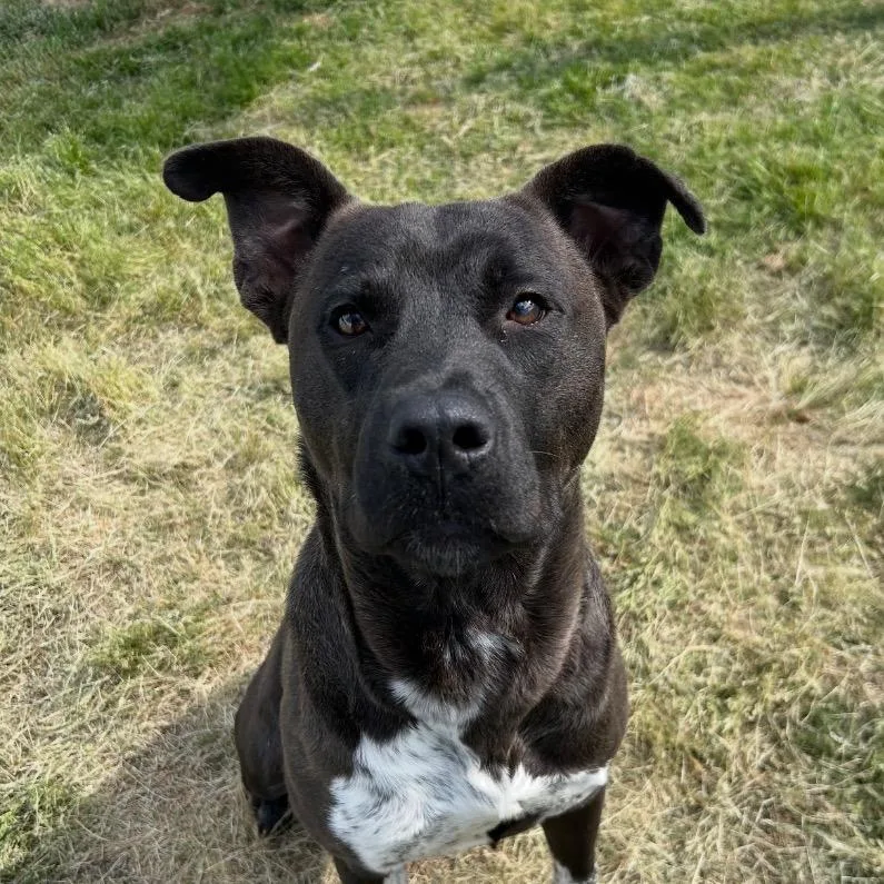 A young medium-sized male Black Mixed Breed dog named Outlaw for adoption in Mount Gilead, NC