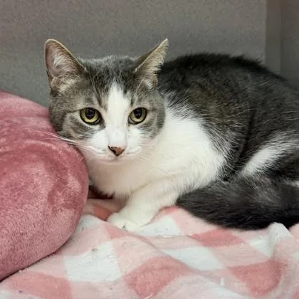 An adult small-sized female Gray / Blue / Silver Domestic Short Hair cat named Molly for adoption in Atlanta, GA