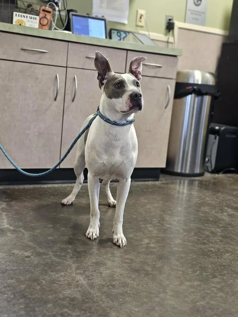 Found Stray: Zoie thumbnail 2